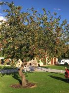 Glenfield Caravan Park