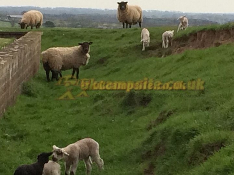 Elford Farm Caravan Park