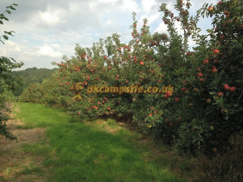 Hayles Fruit Farm Campsite
