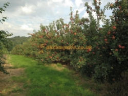 Hayles Fruit Farm Campsite