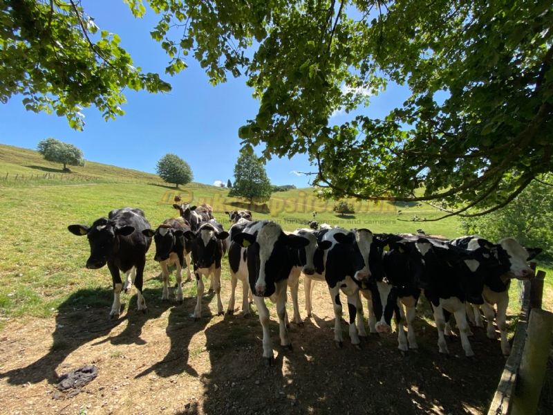 Batcombe Vale Campsite And Camping