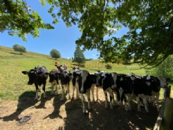 Batcombe Vale Campsite And Camping