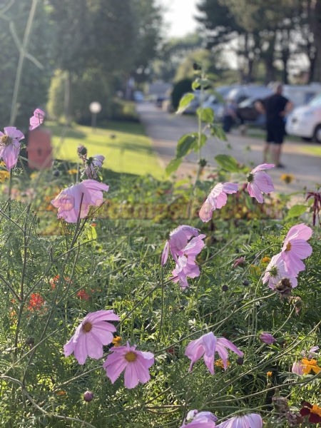 Overbrook Caravan Park Adults Only