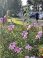 Overbrook Caravan Park Adults Only