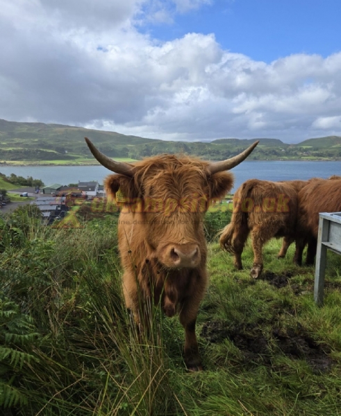 Oban Holiday Park