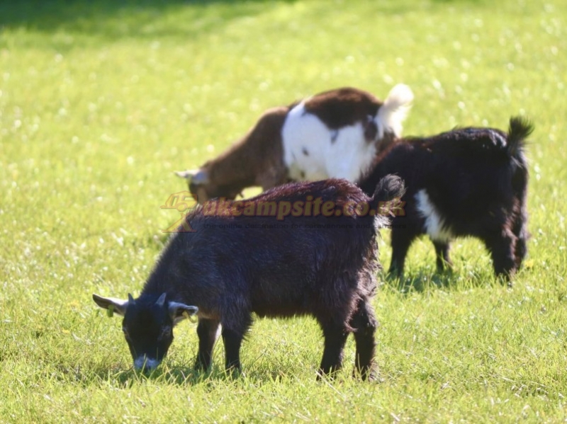 Greenway Farm Caravan And Camping Site