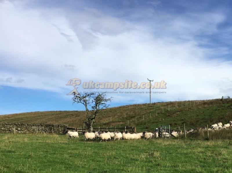 Demesne Farm Campsite
