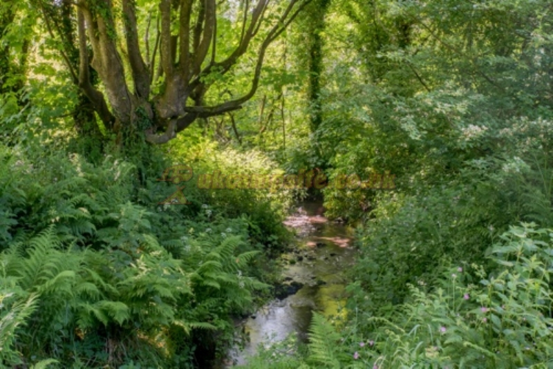 Trellyn Woodland Camping And Yurts