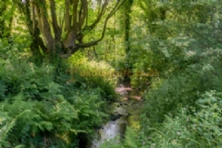 Trellyn Woodland Camping And Yurts