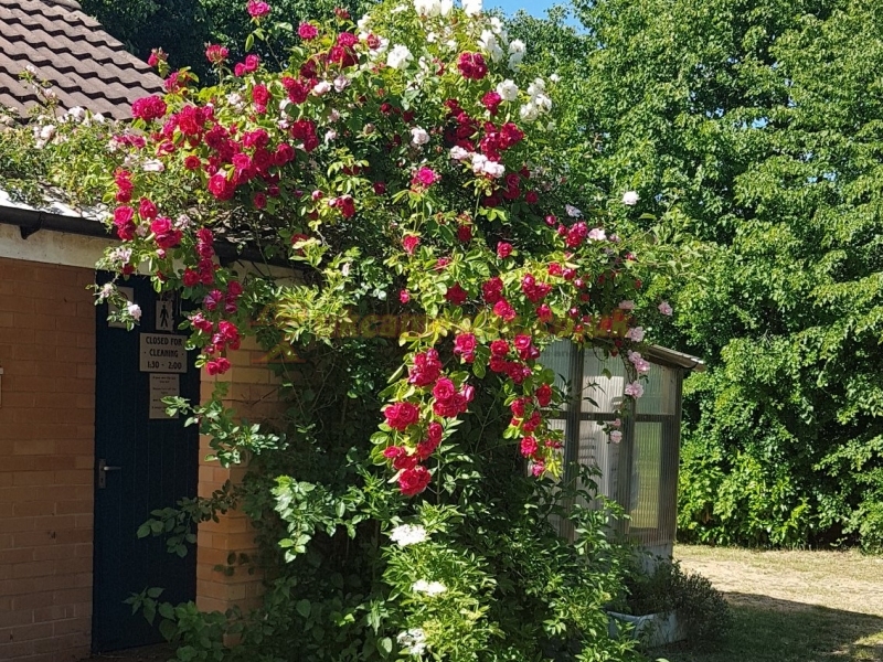 Shelford Nurseries Caravan Park