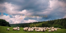 Runnage Farm Campsite And Bunkhouse