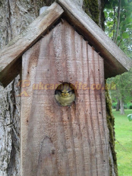 Le Chant D Oiseau