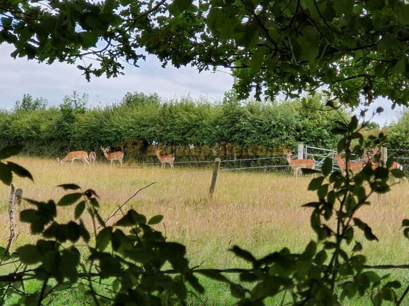 Sir Walter Tyrrell Campsite