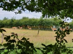 Sir Walter Tyrrell Campsite