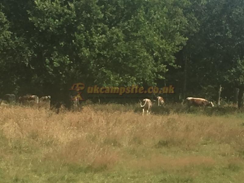 Willows Rustic Caravan Park