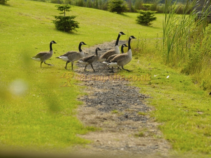 Manor Wood Country Caravan Park