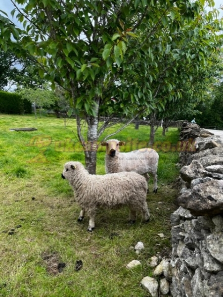 Hutton Le Hole Caravan Park