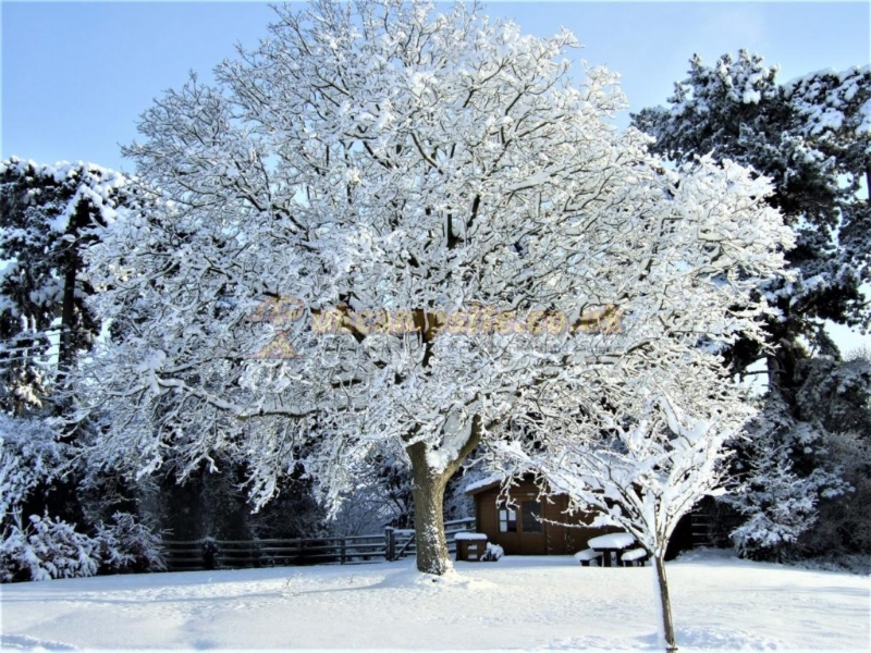 New Hall Farm