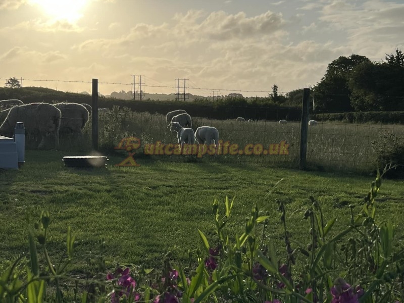 South Buckland Farm Caravan Site