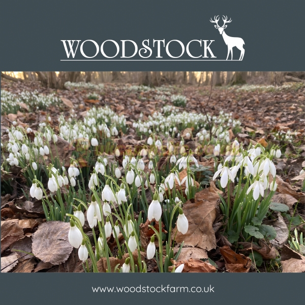 Woodstock Park