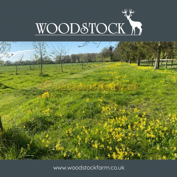 Woodstock Park