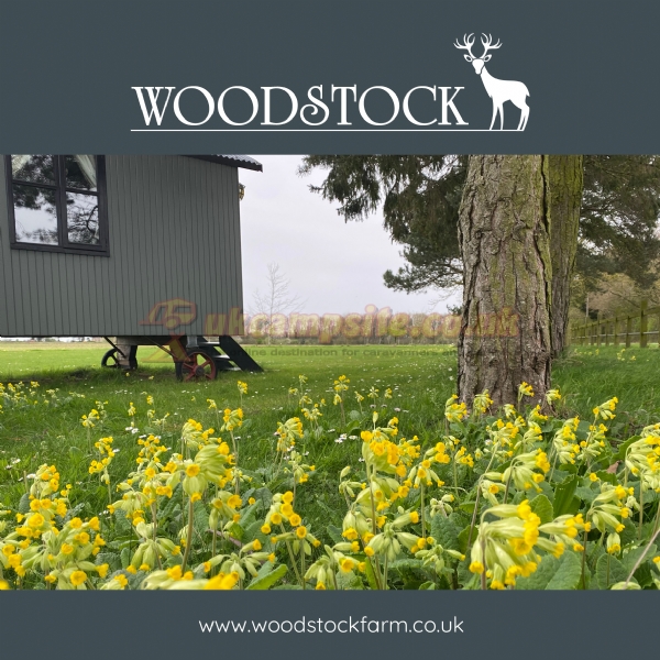 Woodstock Park