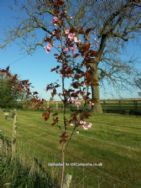 Barff Farm Fenside Certified Location