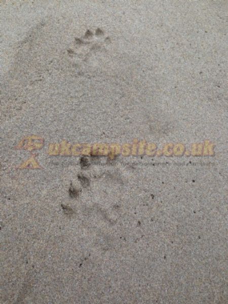 Trefalen Farm Campsite