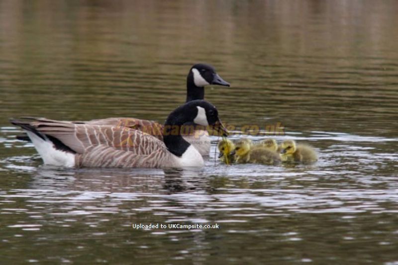 Yet Y Gors Fishery And Campsite