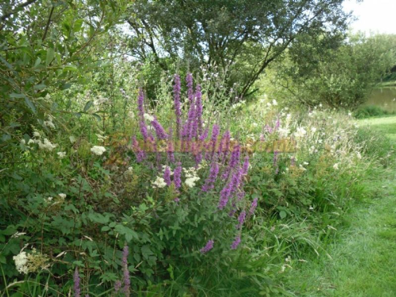 Yet Y Gors Fishery And Campsite