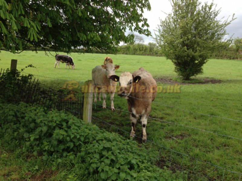 Phippins Farm Caravan Park ( Adults Only ) And Cottage