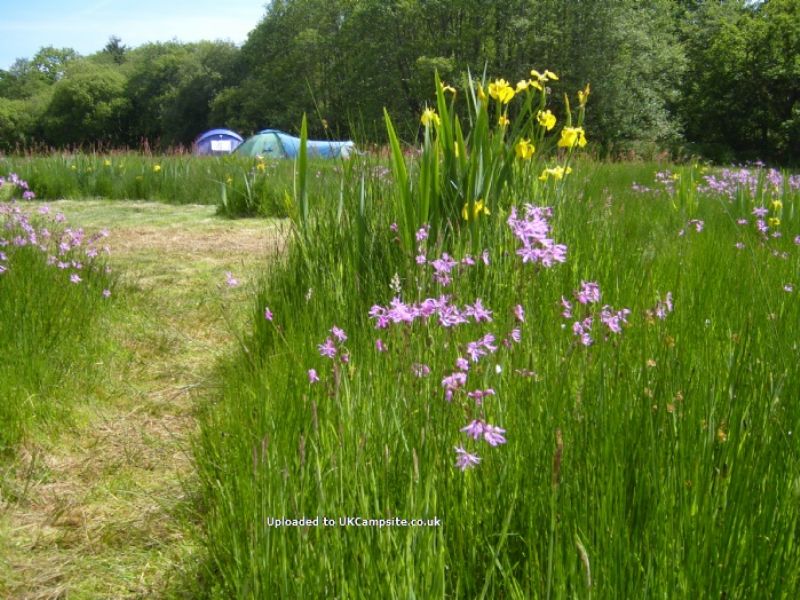 The Meadows Campsite