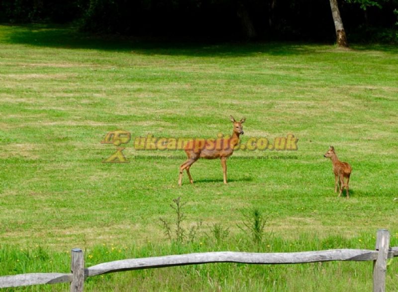 Acorns Campsite