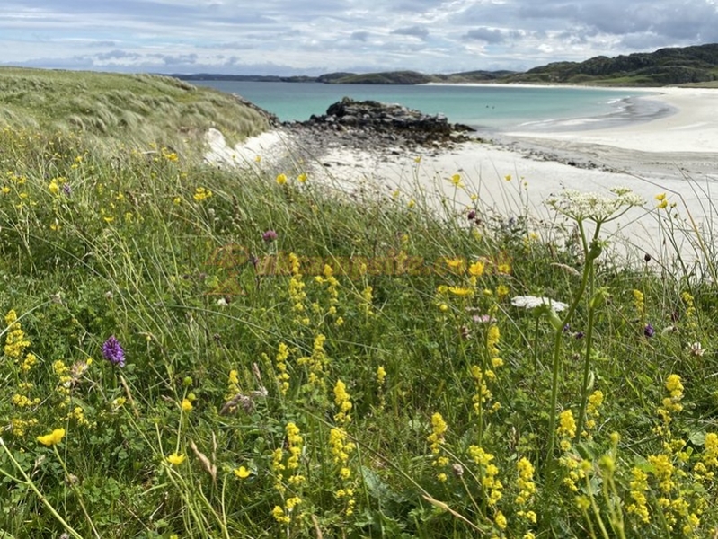 Traigh Na Beirigh ( Cnip Grazing )