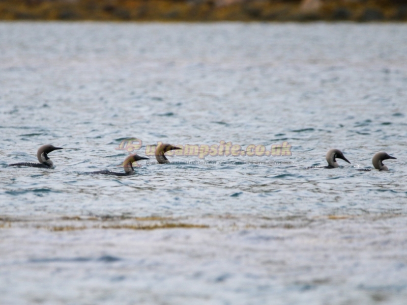Otters Edge Campground (was Shellbay)
