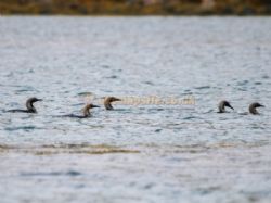 Otters Edge Campground (was Shellbay)