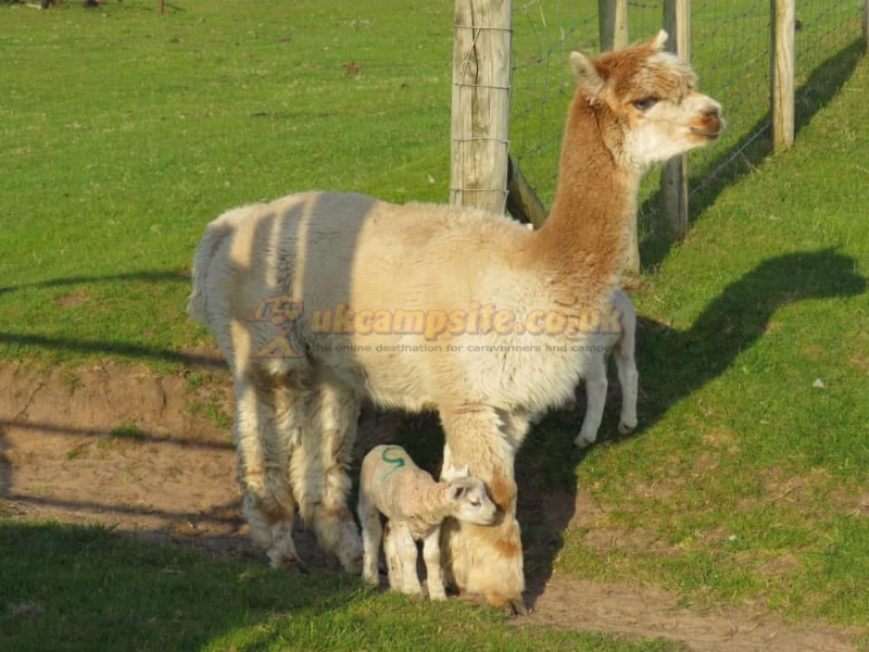 Tanforhesgan Farm Camping And Caravan Park
