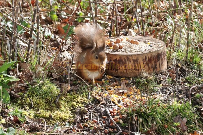 Whitefield Forest Touring Park