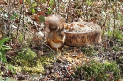 Whitefield Forest Touring Park