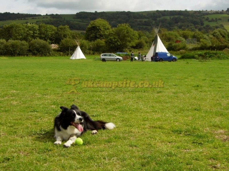Cheddar Petruth Paddocks