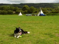 Cheddar Petruth Paddocks