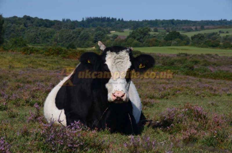 Rushcroft Farm