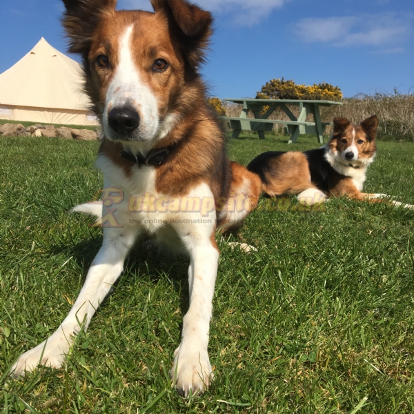 Abercastle Campsite (formerly Garn Gwely)