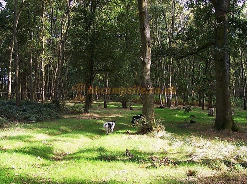 Hamperley Campsite
