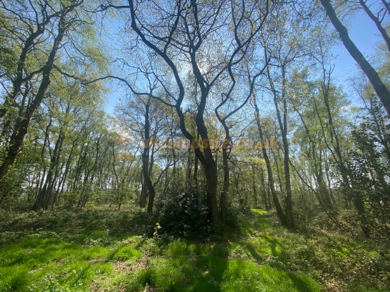Hamperley Campsite