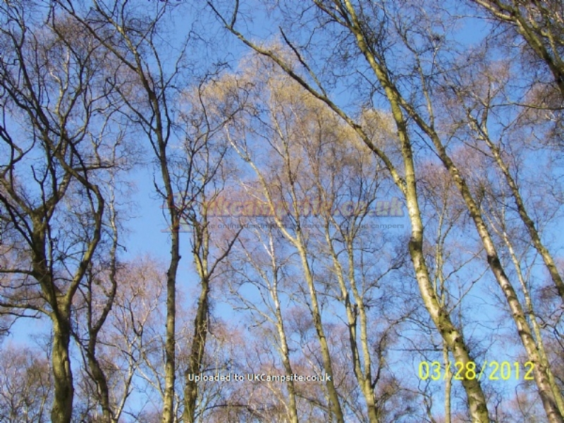 Hamperley Campsite