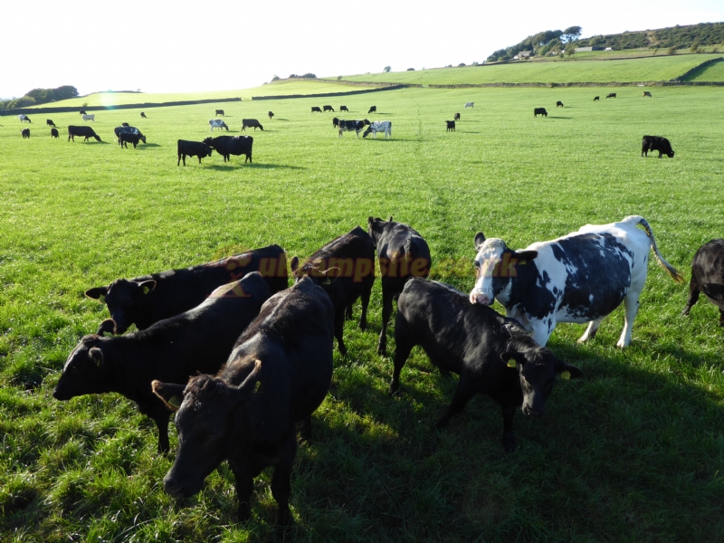 Shaw Farm Static Caravan Site