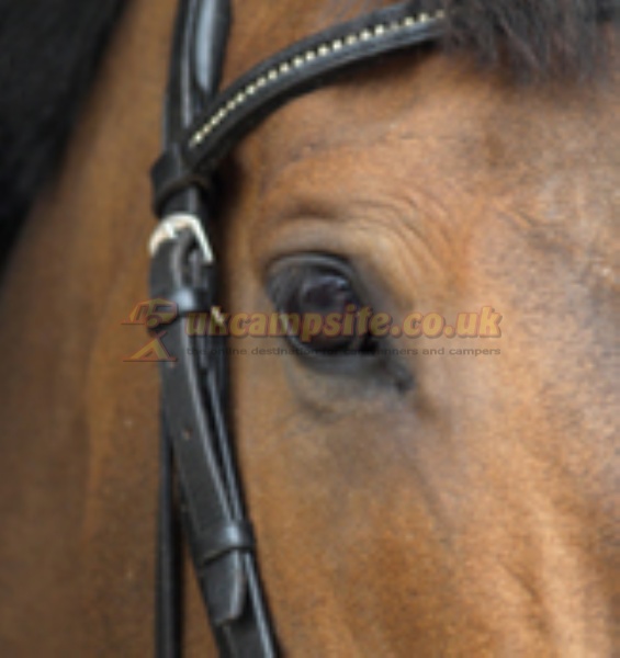 Marlbrook Farm Equestrian Centre