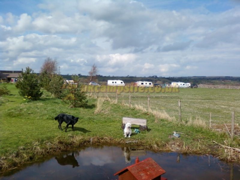 Cow Close Caravan And Camping