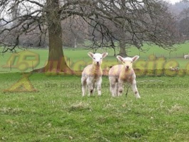 Woodland Caravan Park